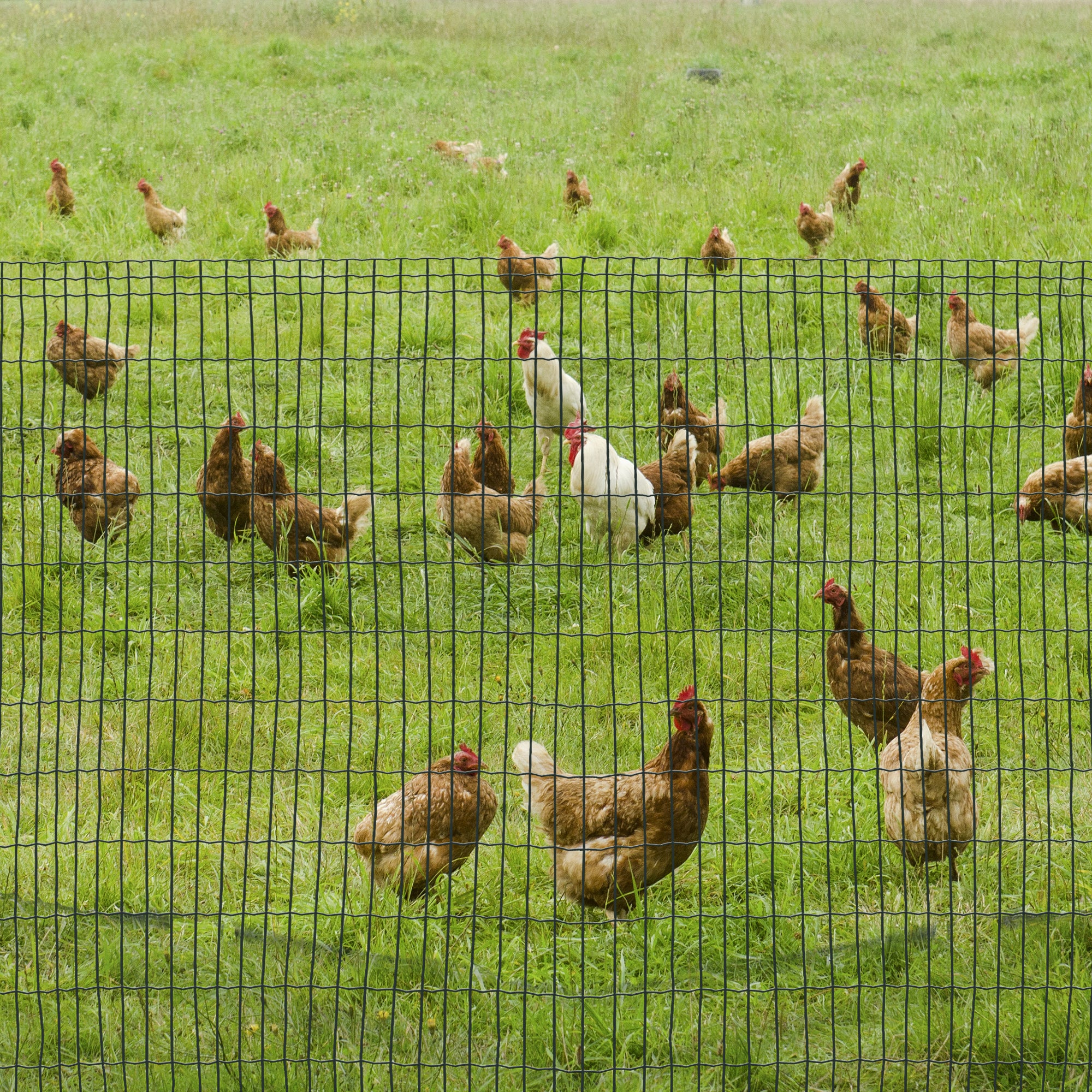 PawHut Maschendrahtzaun 10 × 1,22 m Dunkelgrün