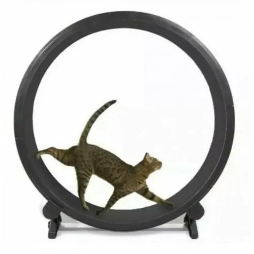 One Fast Cat Exercise Wheel – Black – New In Box