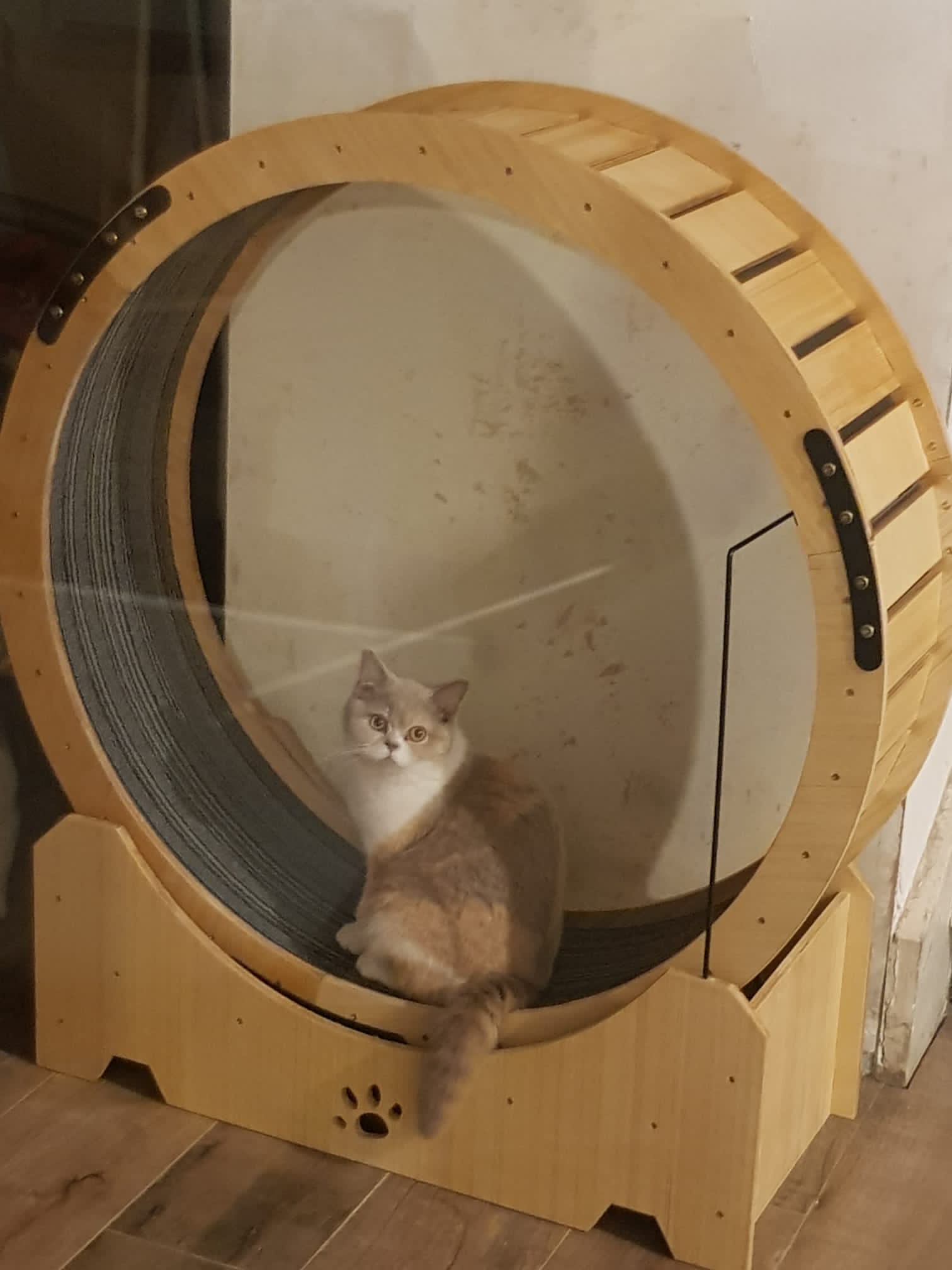 Cat Exercise Wheel 29.5′′ Cat treadmill Running Wheel