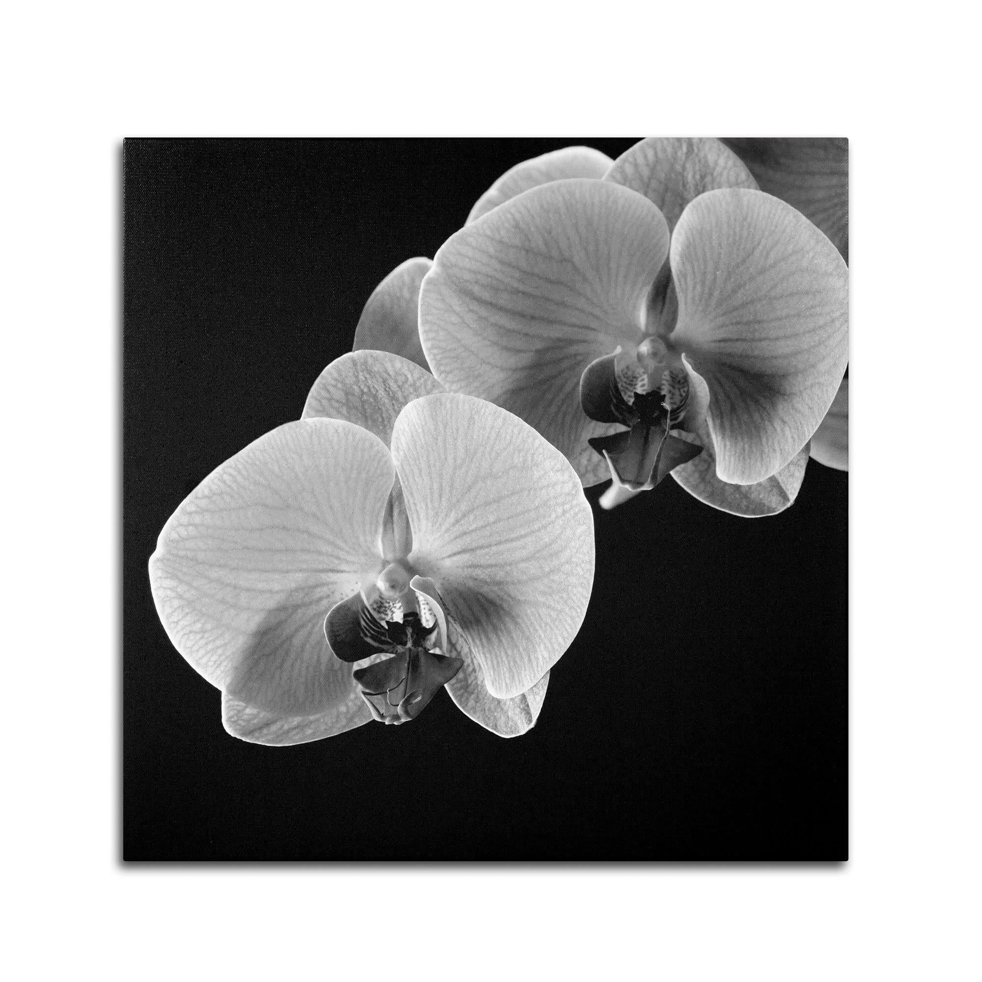 Trademark Global Michael Harrison ‘Orchids’ Canvas Art