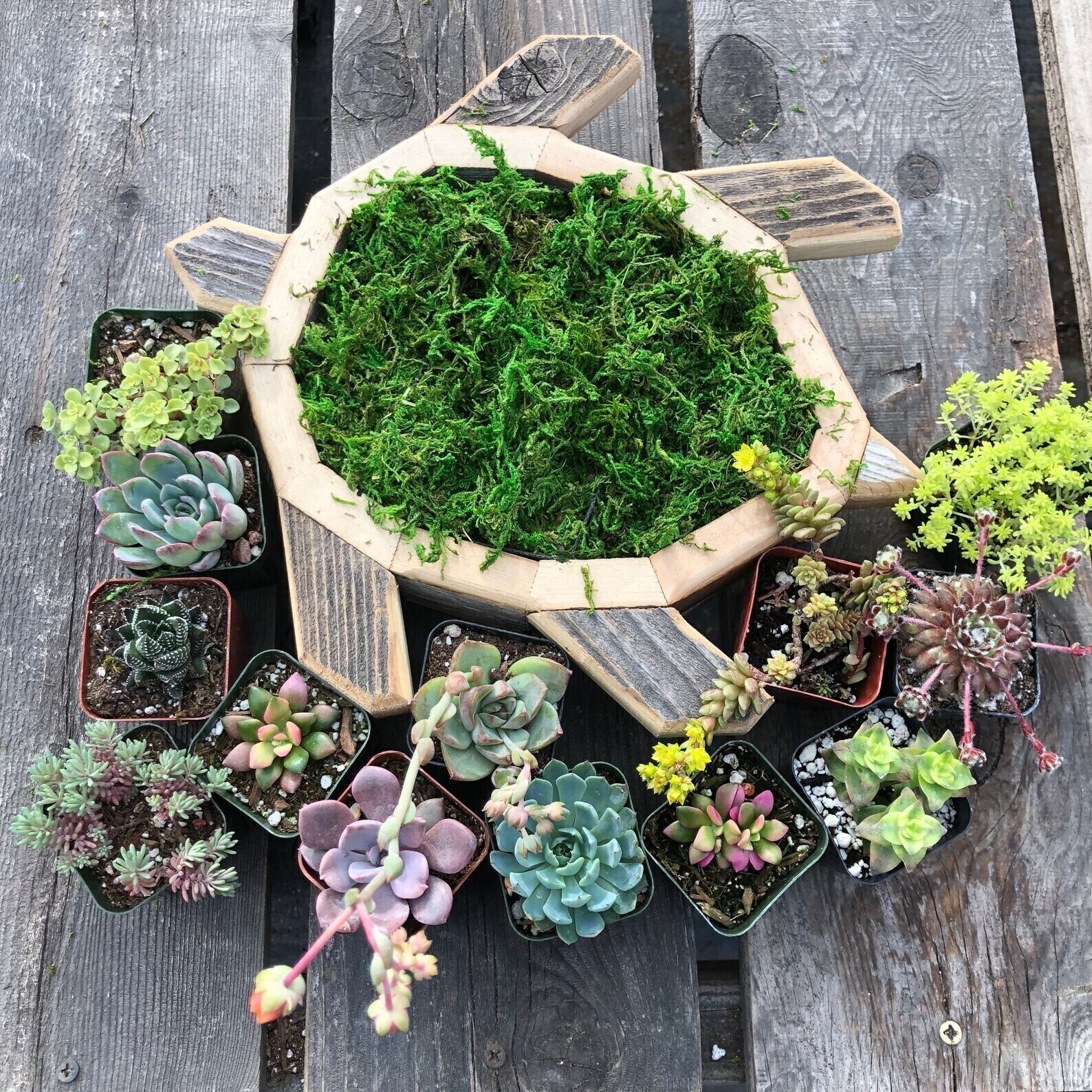 Oceanic Creations Sea Turtle Planter – High-Quality Decorative Garden Pot