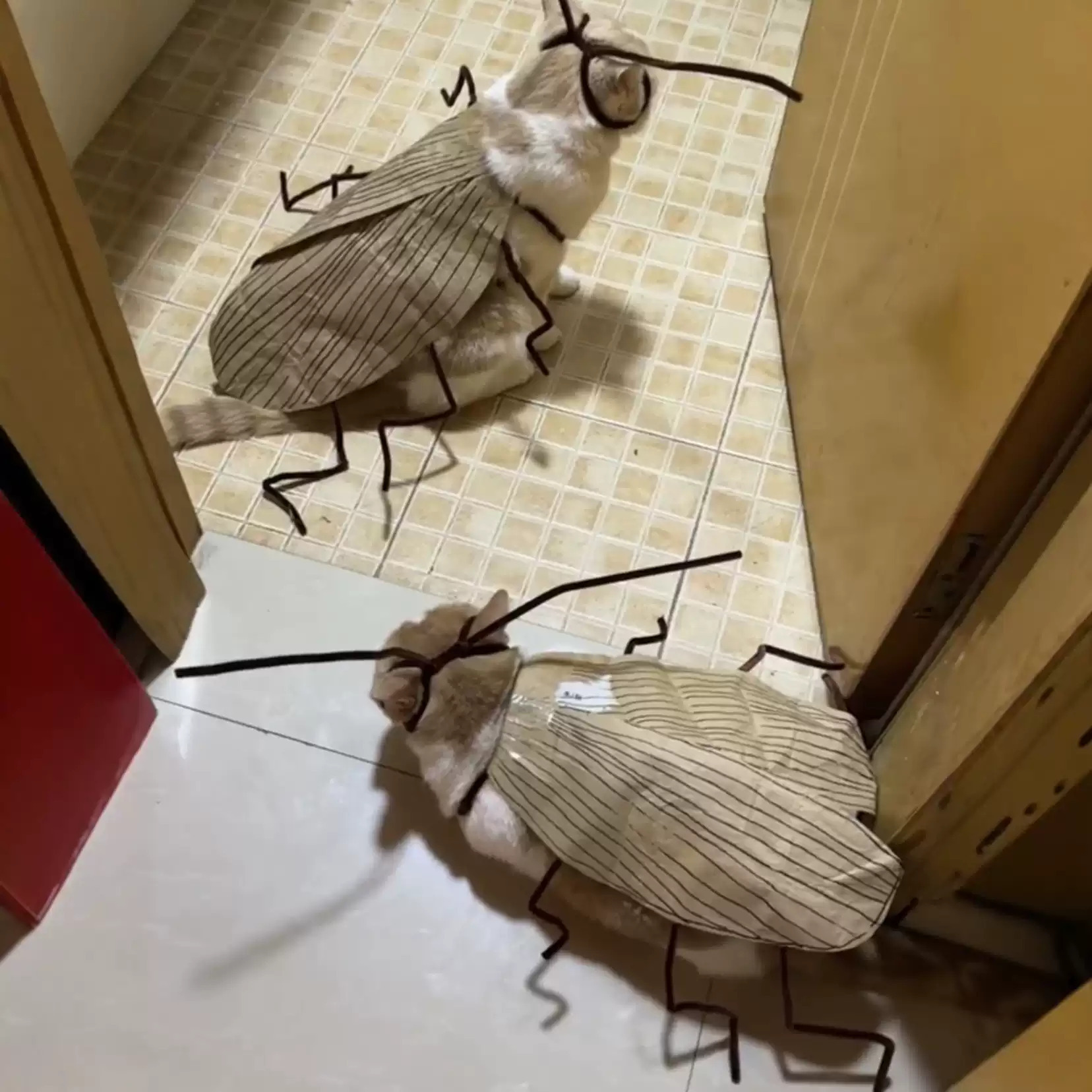 Cat and Dog Food, Pet toys,Treats, and Supplies | Free Shipping at yppet.com