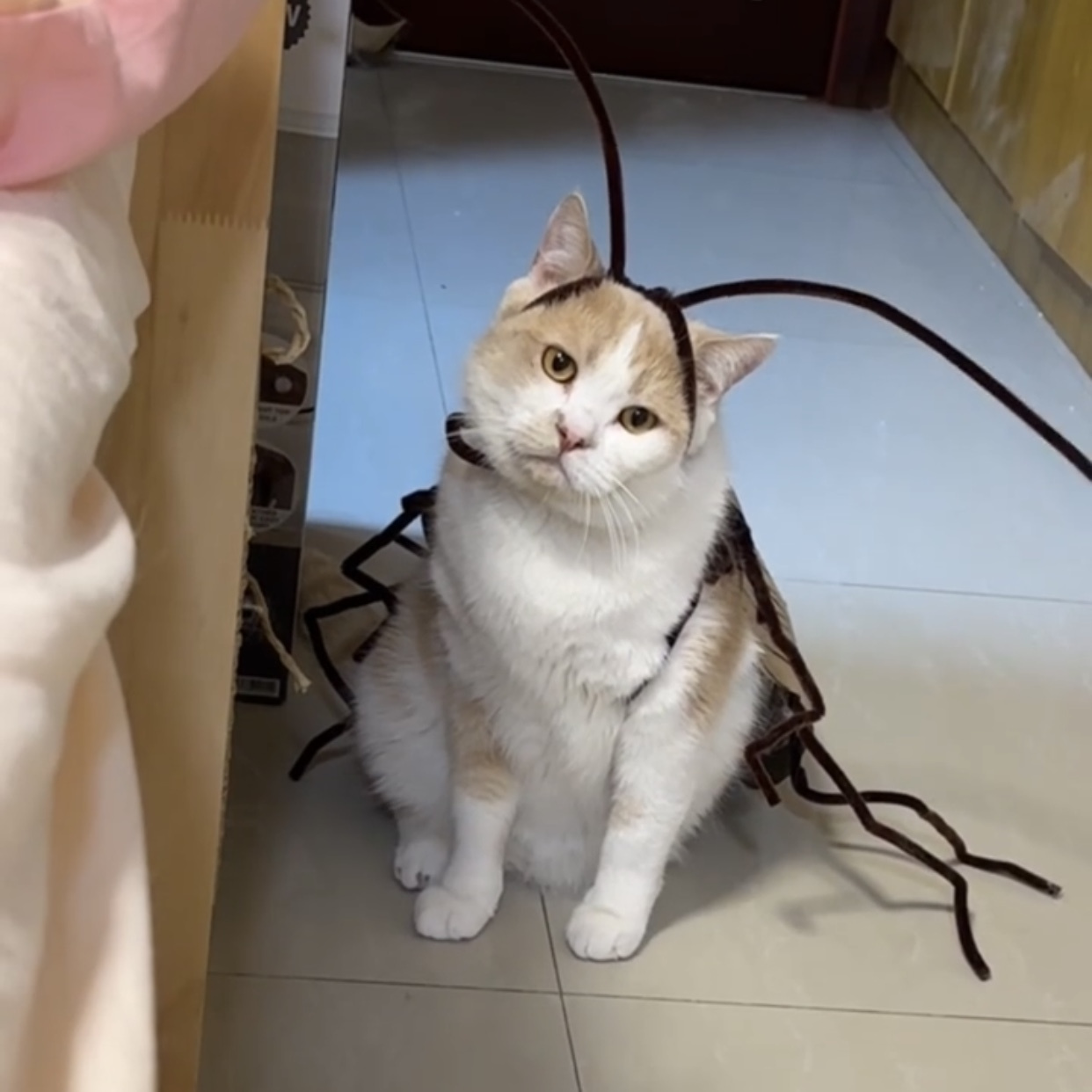 Cat and Dog Food, Pet toys,Treats, and Supplies | Free Shipping at yppet.com