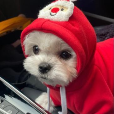 Cat and Dog Food, Pet toys,Treats, and Supplies | Free Shipping at yppet.com