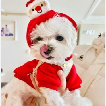 Cat and Dog Food, Pet toys,Treats, and Supplies | Free Shipping at yppet.com