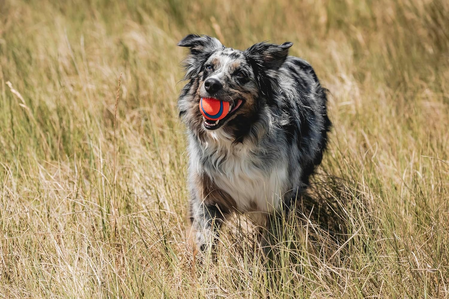 Cat and Dog Food, Pet toys,Treats, and Supplies | Free Shipping at yppet.com