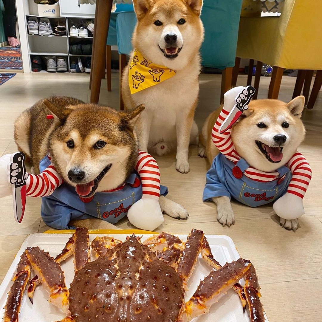 Cat and Dog Food, Pet toys,Treats, and Supplies | Free Shipping at yppet.com