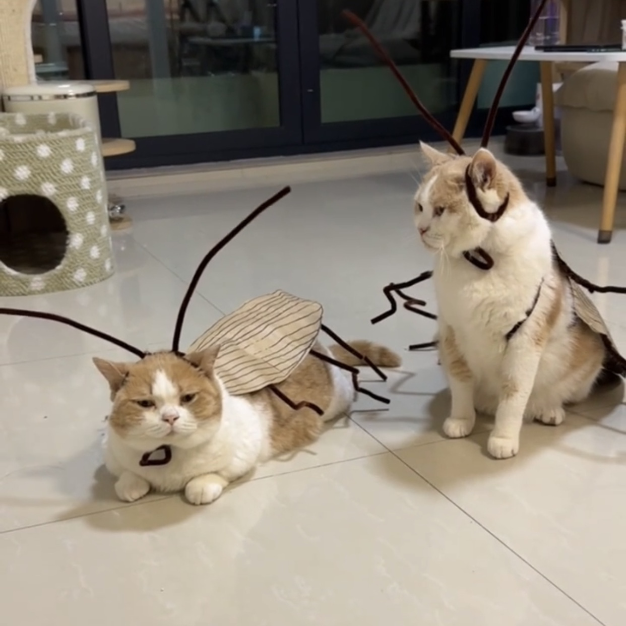 Cat and Dog Food, Pet toys,Treats, and Supplies | Free Shipping at yppet.com