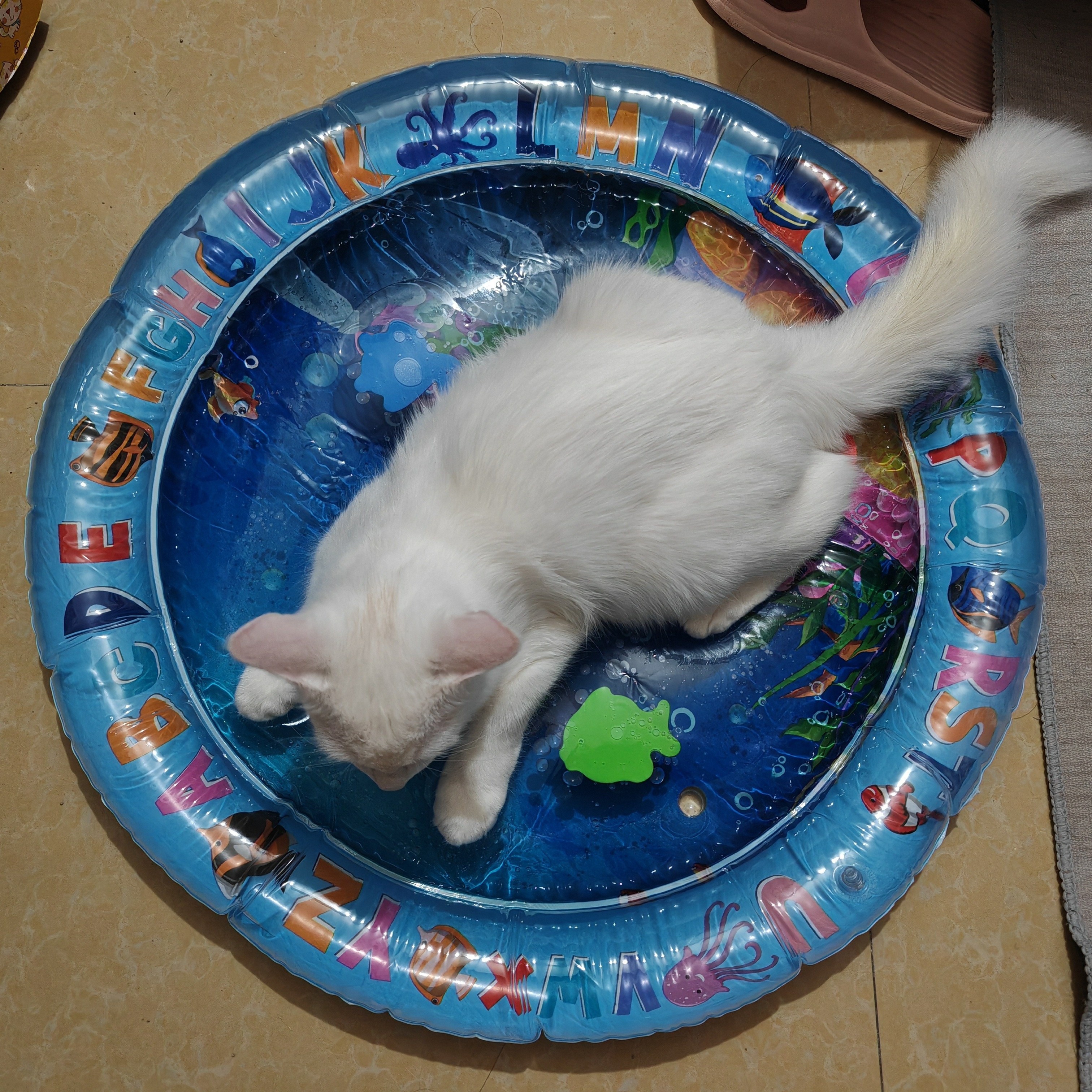 Cat and Dog Food, Pet toys,Treats, and Supplies | Free Shipping at yppet.com