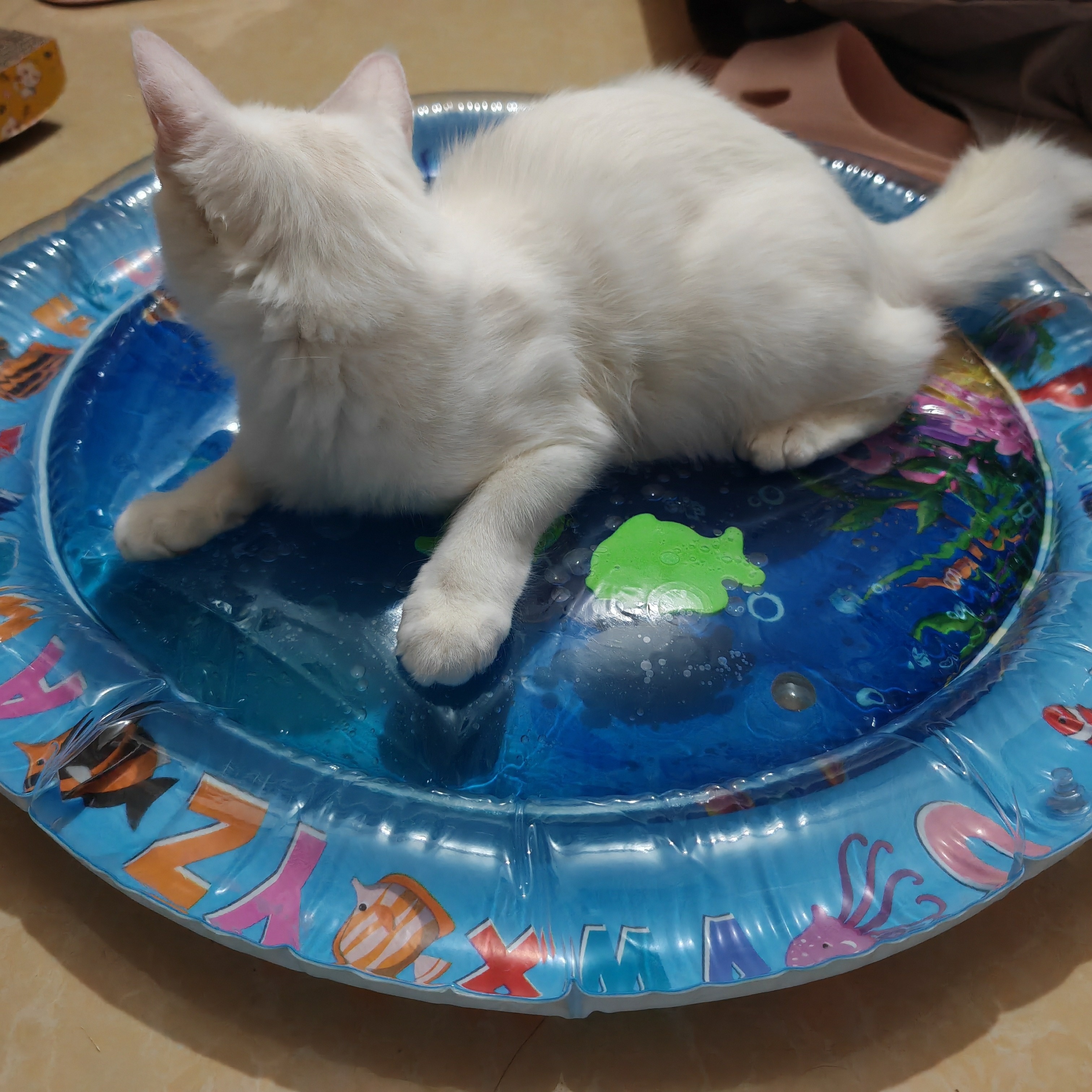 Cat and Dog Food, Pet toys,Treats, and Supplies | Free Shipping at yppet.com