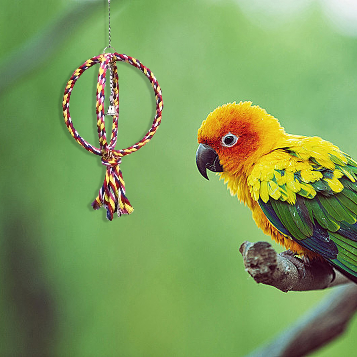 Cat and Dog Food, Pet toys,Treats, and Supplies | Free Shipping at yppet.com