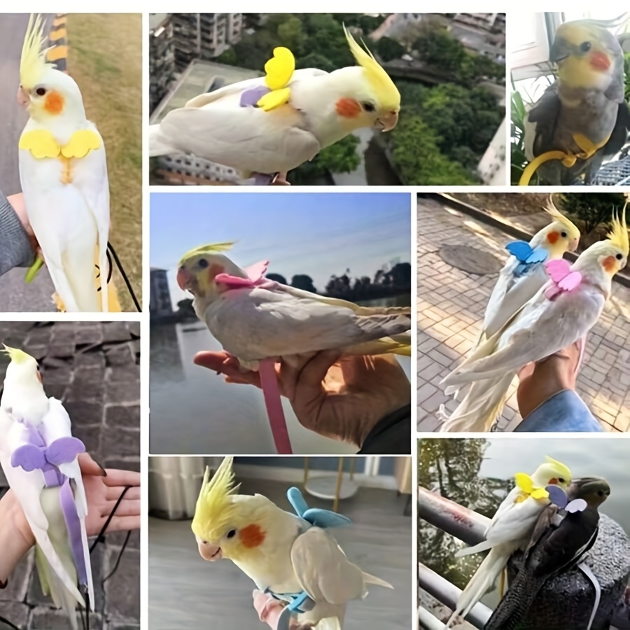 Cat and Dog Food, Pet toys,Treats, and Supplies | Free Shipping at yppet.com