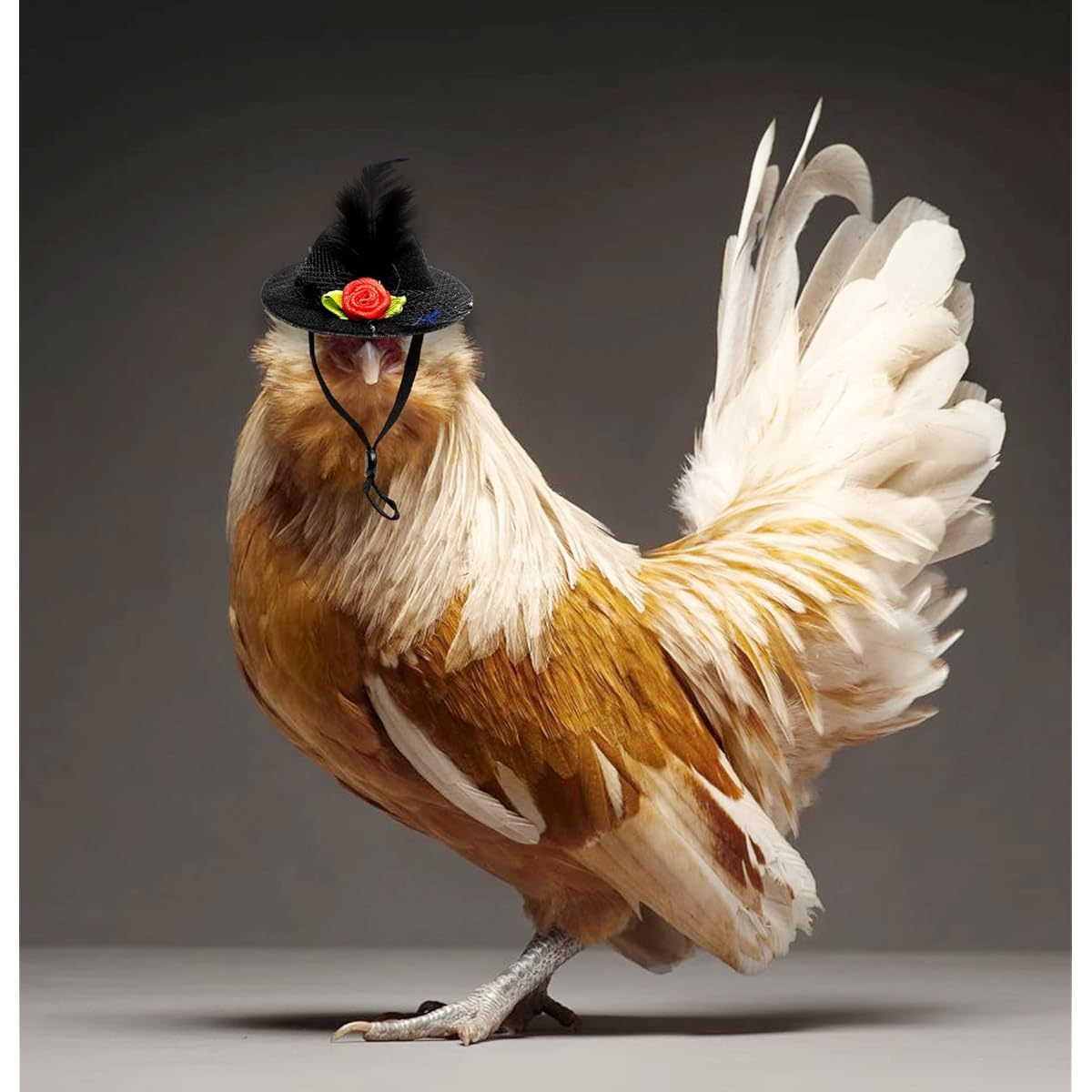 Cat and Dog Food, Pet toys,Treats, and Supplies | Free Shipping at yppet.com