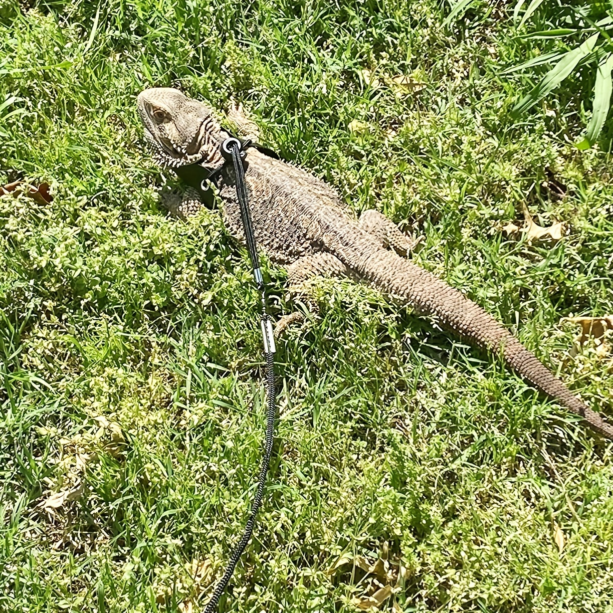 Cat and Dog Food, Pet toys,Treats, and Supplies | Free Shipping at yppet.com