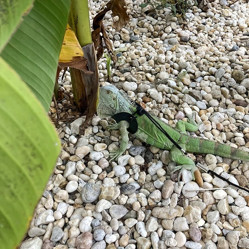 Cat and Dog Food, Pet toys,Treats, and Supplies | Free Shipping at yppet.com