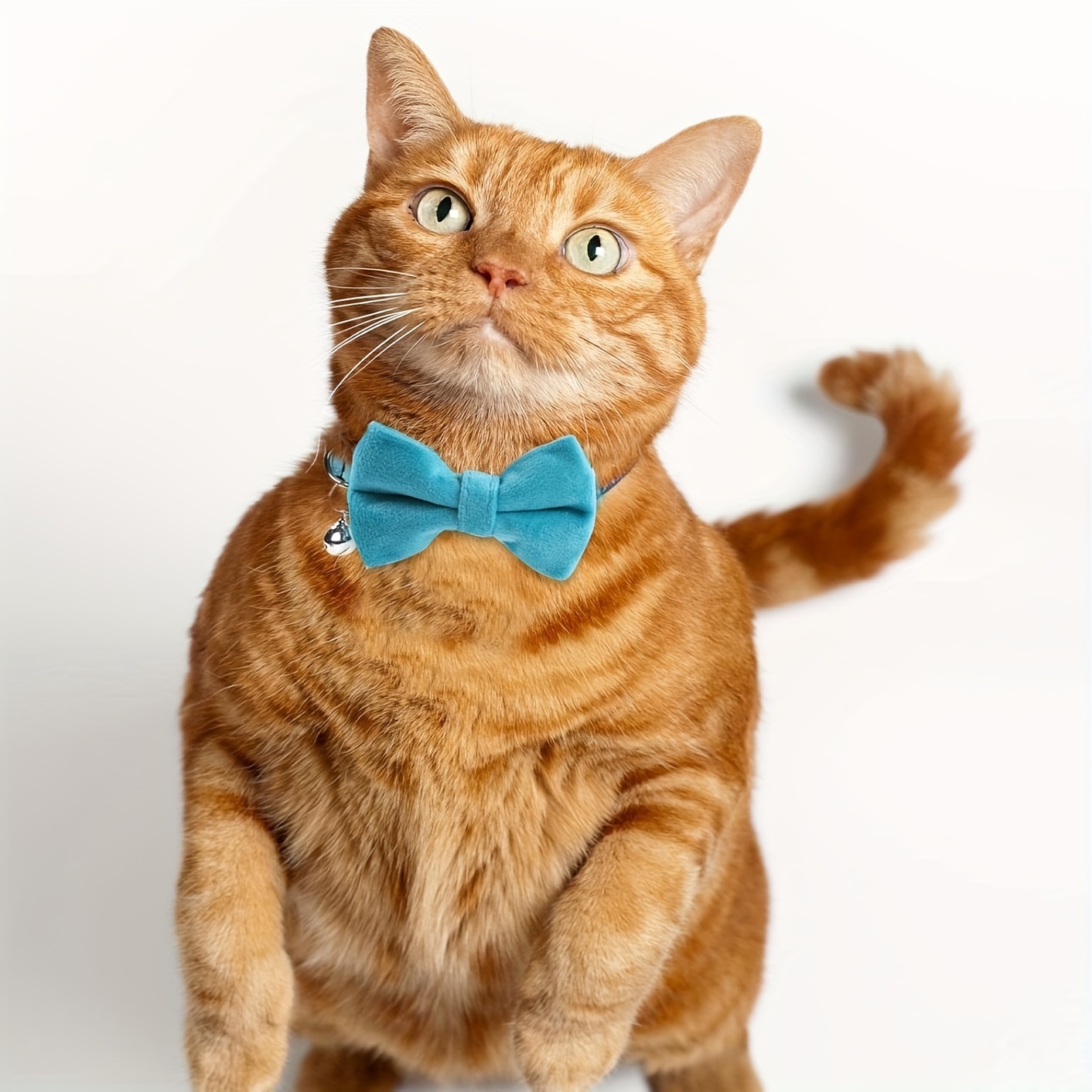 Cat and Dog Food, Pet toys,Treats, and Supplies | Free Shipping at yppet.com