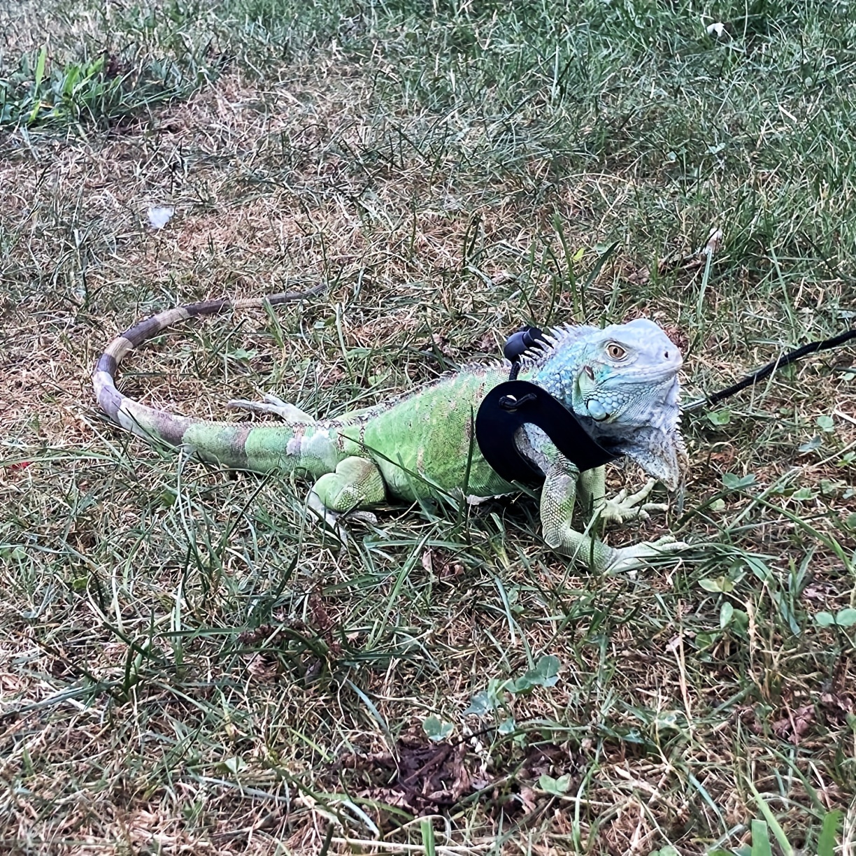 Cat and Dog Food, Pet toys,Treats, and Supplies | Free Shipping at yppet.com