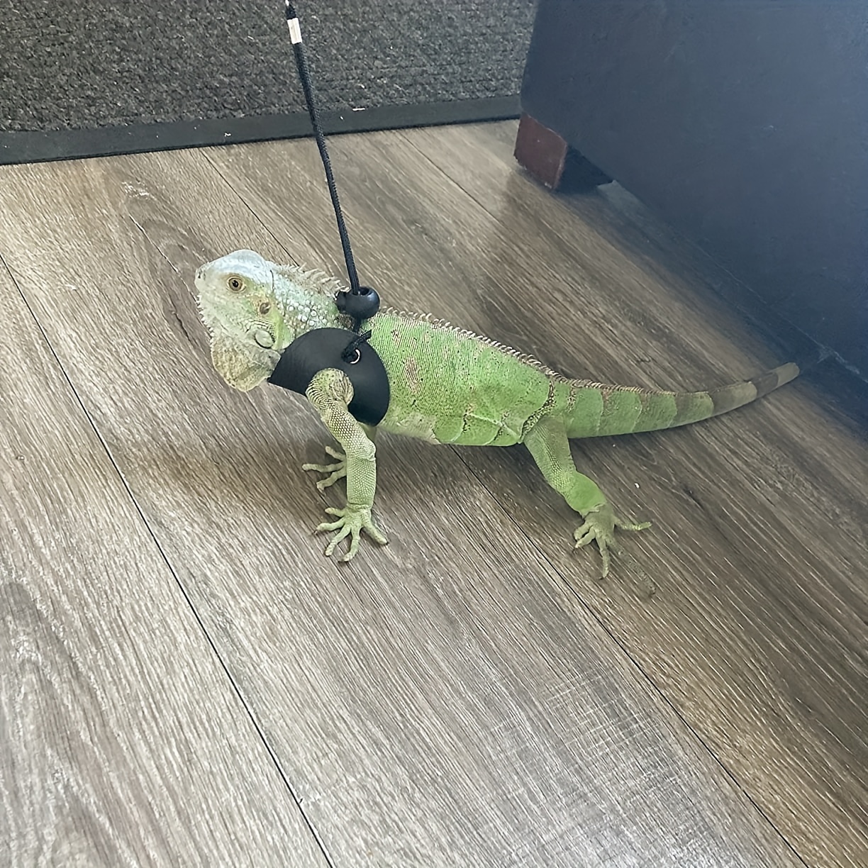 Cat and Dog Food, Pet toys,Treats, and Supplies | Free Shipping at yppet.com