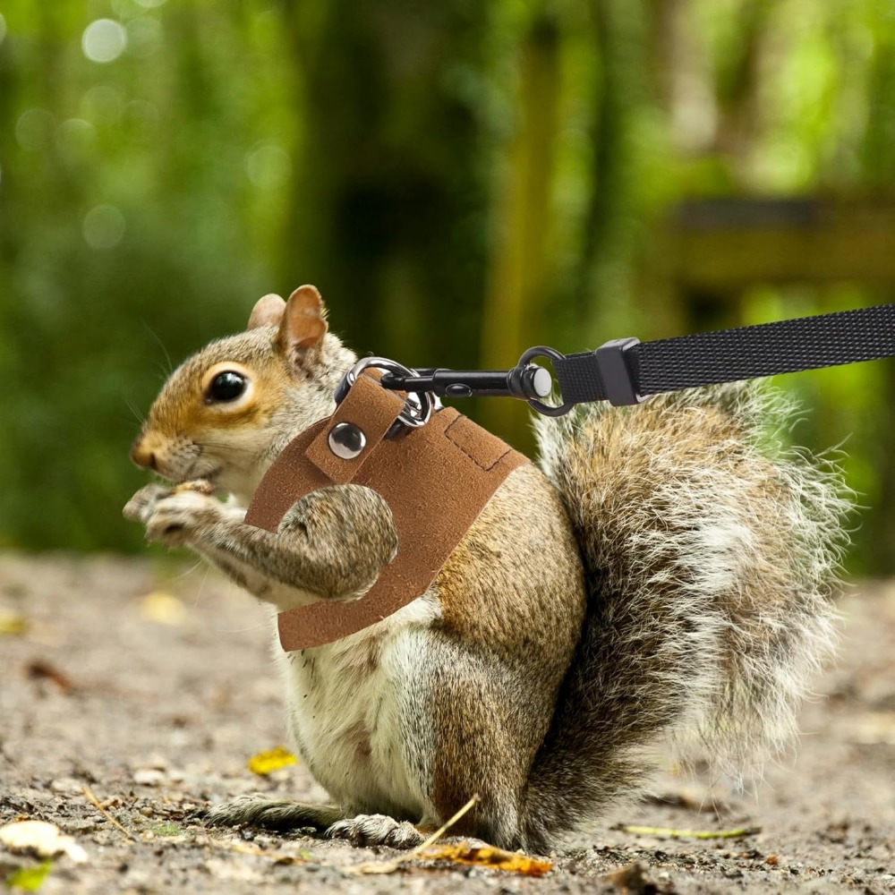 Cat and Dog Food, Pet toys,Treats, and Supplies | Free Shipping at yppet.com