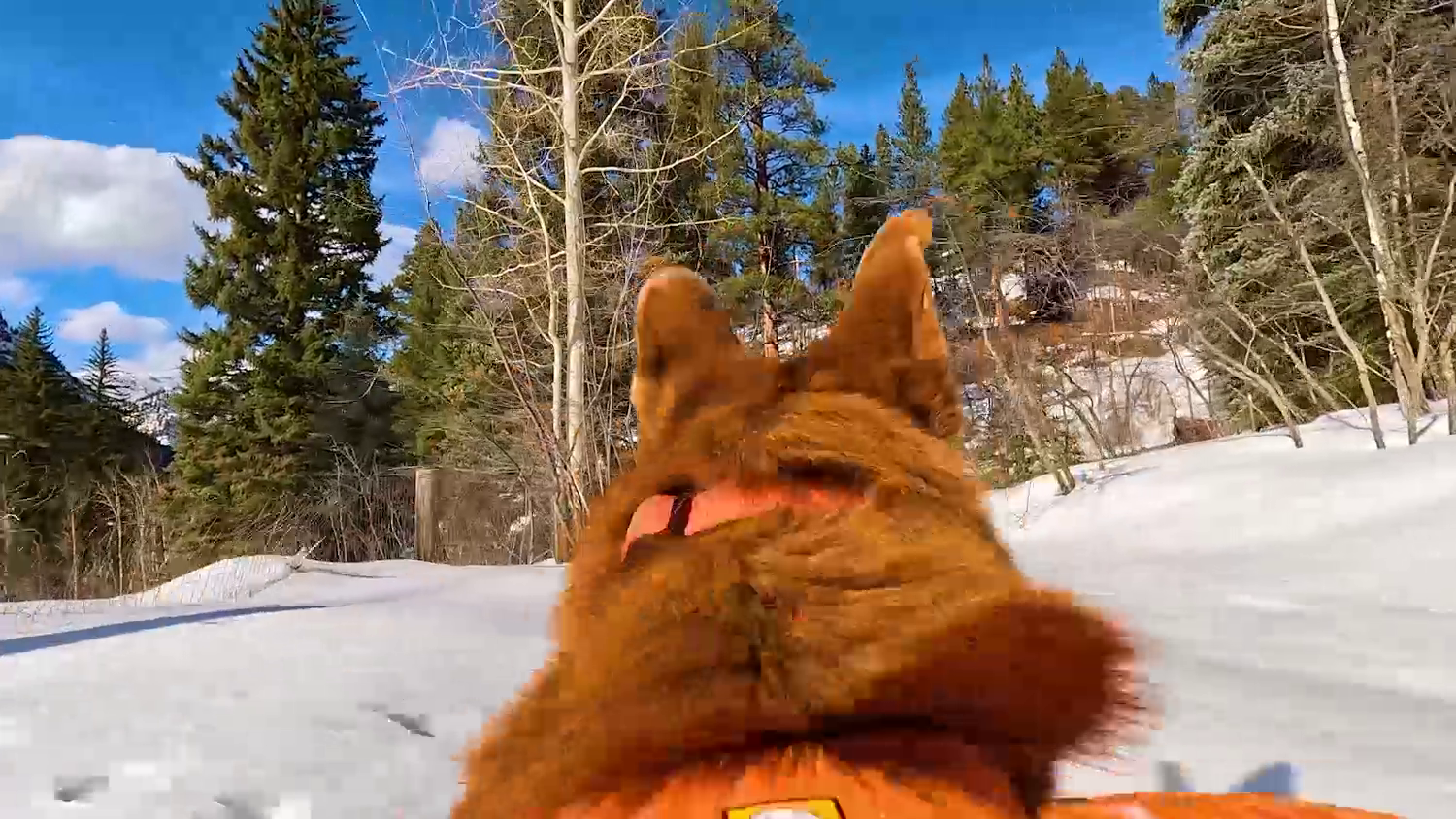 HERO13 Black Pets Bundle