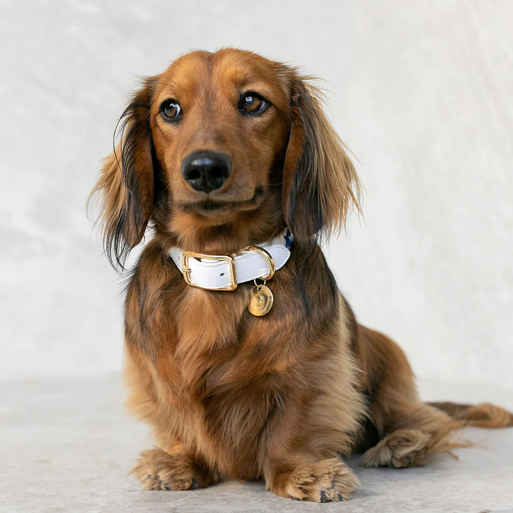 Dog Collar White Leather