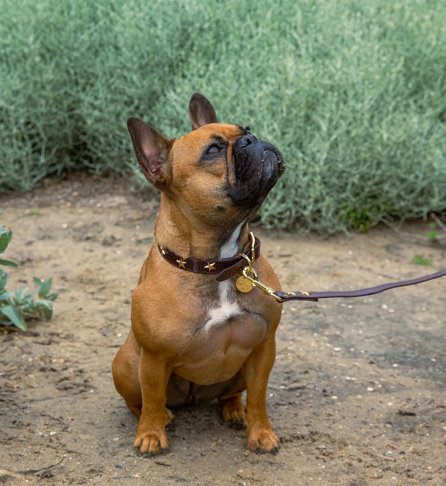 Dog Collar & Lead Burgundy Croc Leather