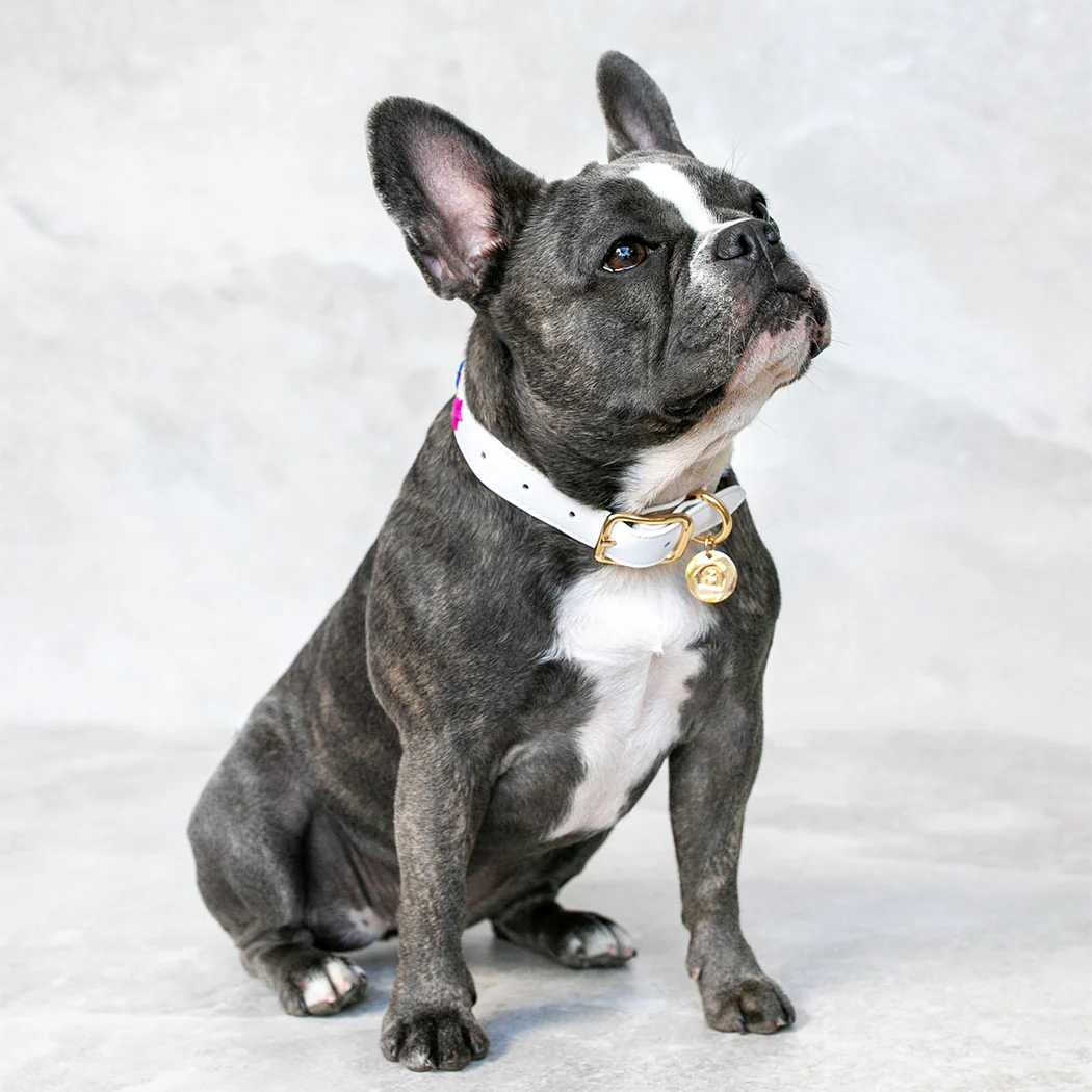 Dog Collar White Leather