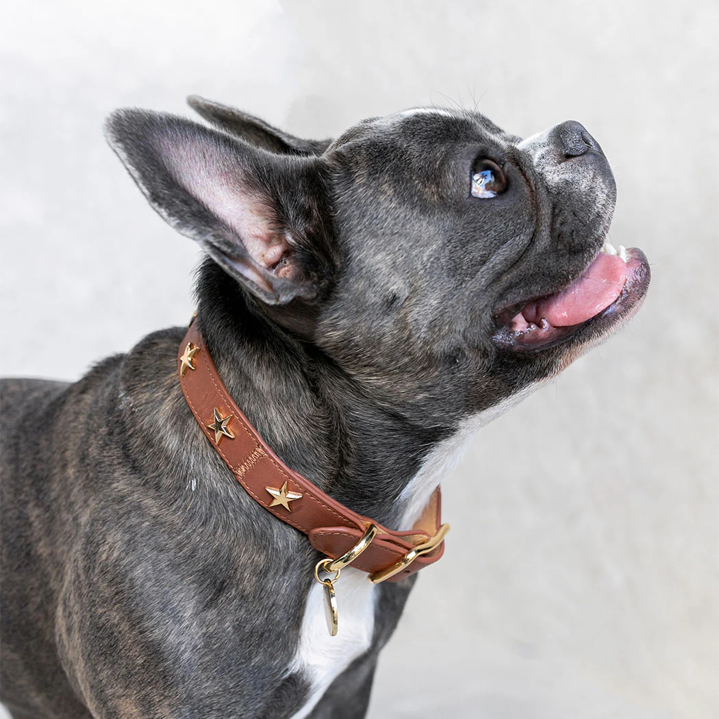 Dog Collar Chocolate Leather