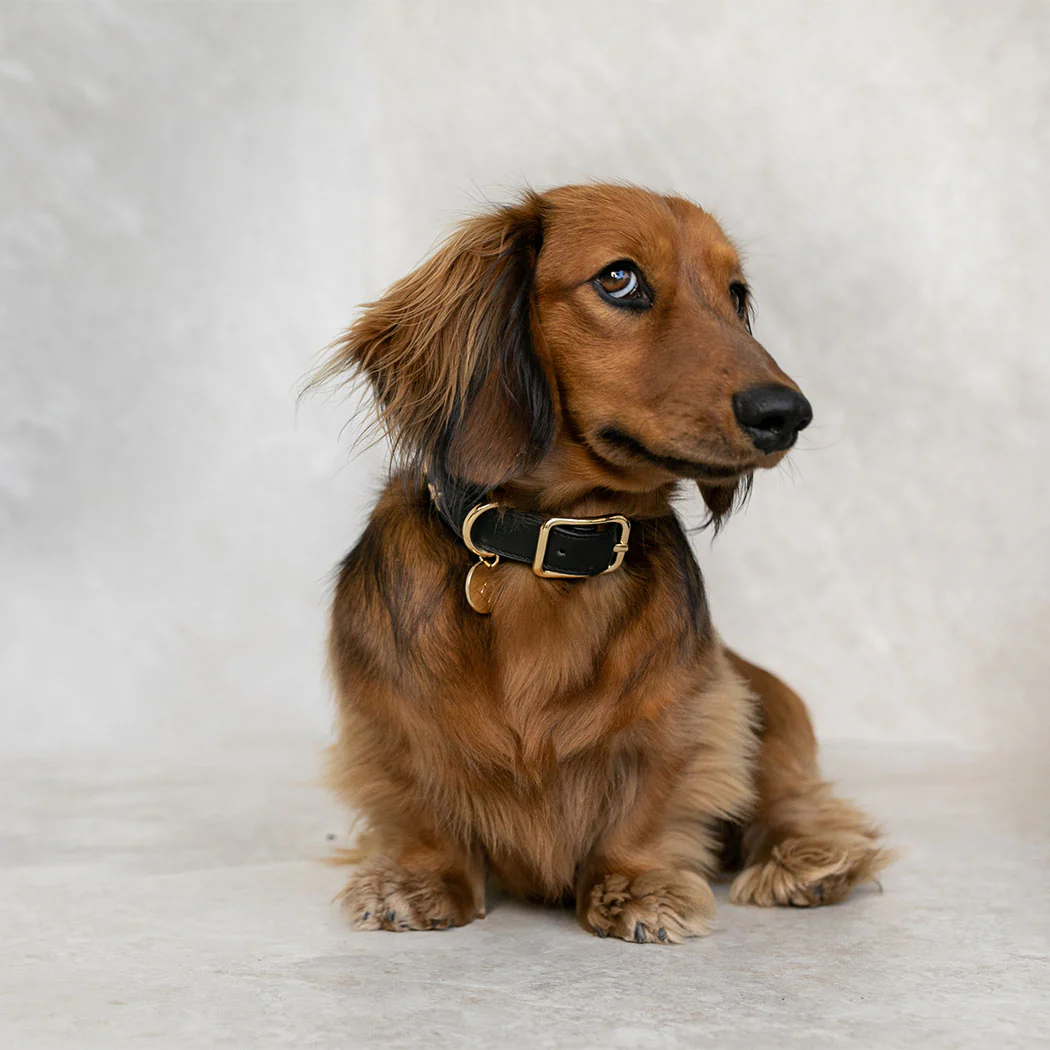 Dog Collar Black Leather