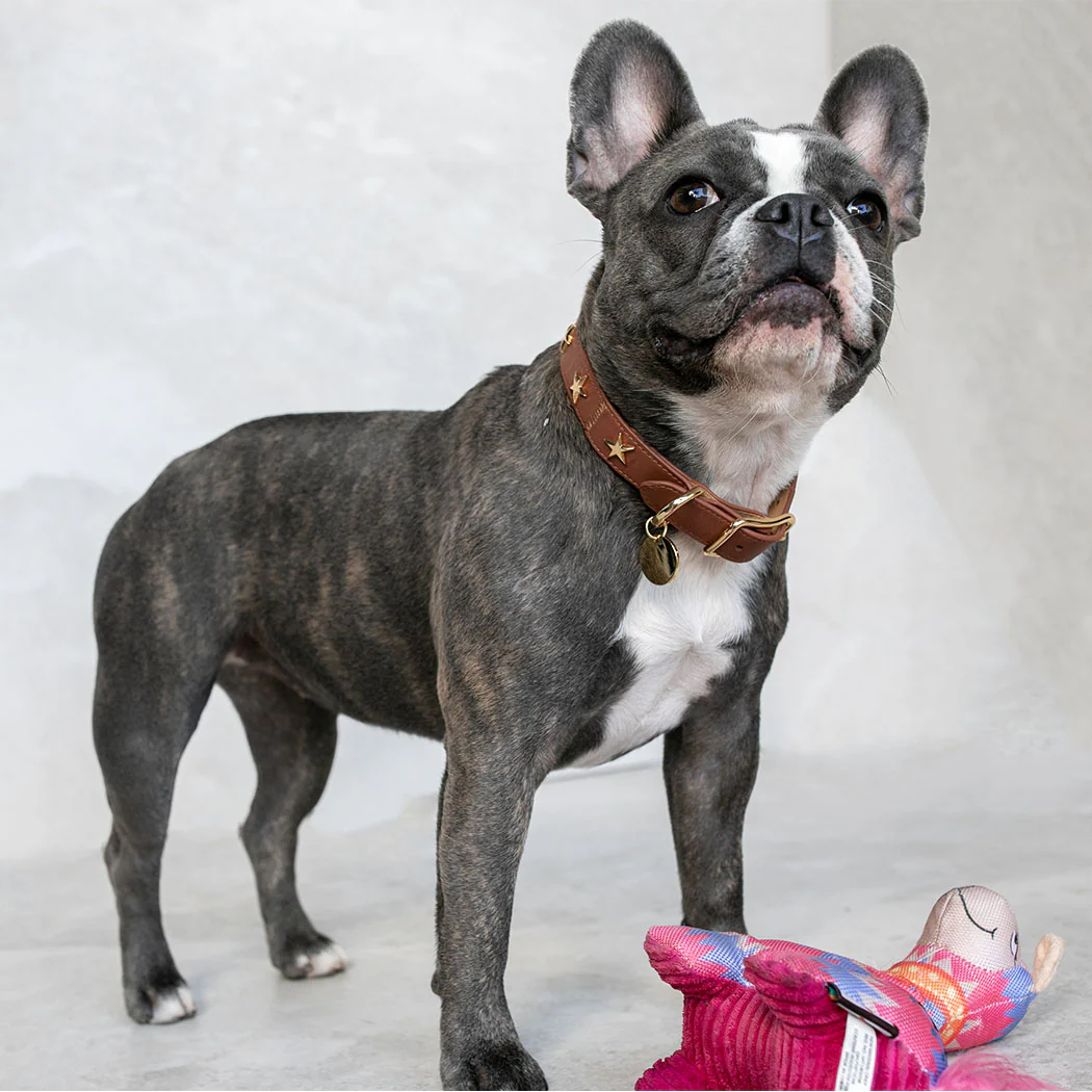 Dog Collar Chocolate Leather