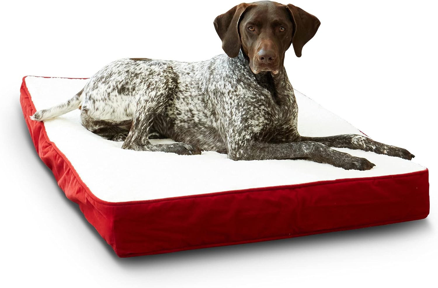 South Pine Porch Ollie Rectangle Orthopedic Foam Dog Bed Pack of 2