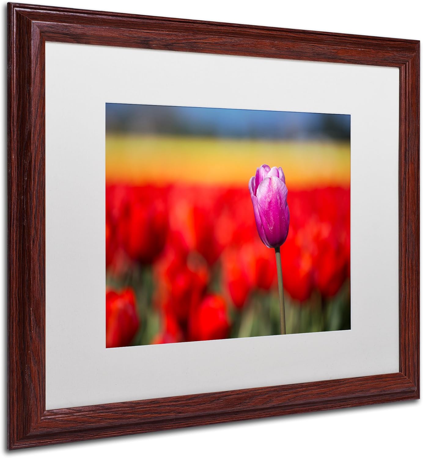 Purple Tulip White Matte Artwork by Pierre Leclerc, 16 by 20-Inch, Wood Frame Pack of 2
