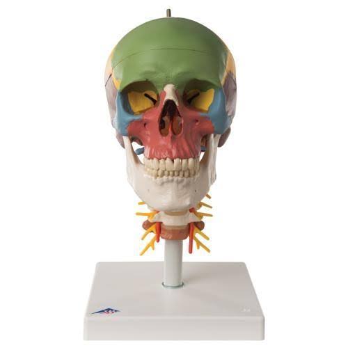 3B Scientific, 1020161, Didactic Human Skull Model on Cervical Spine