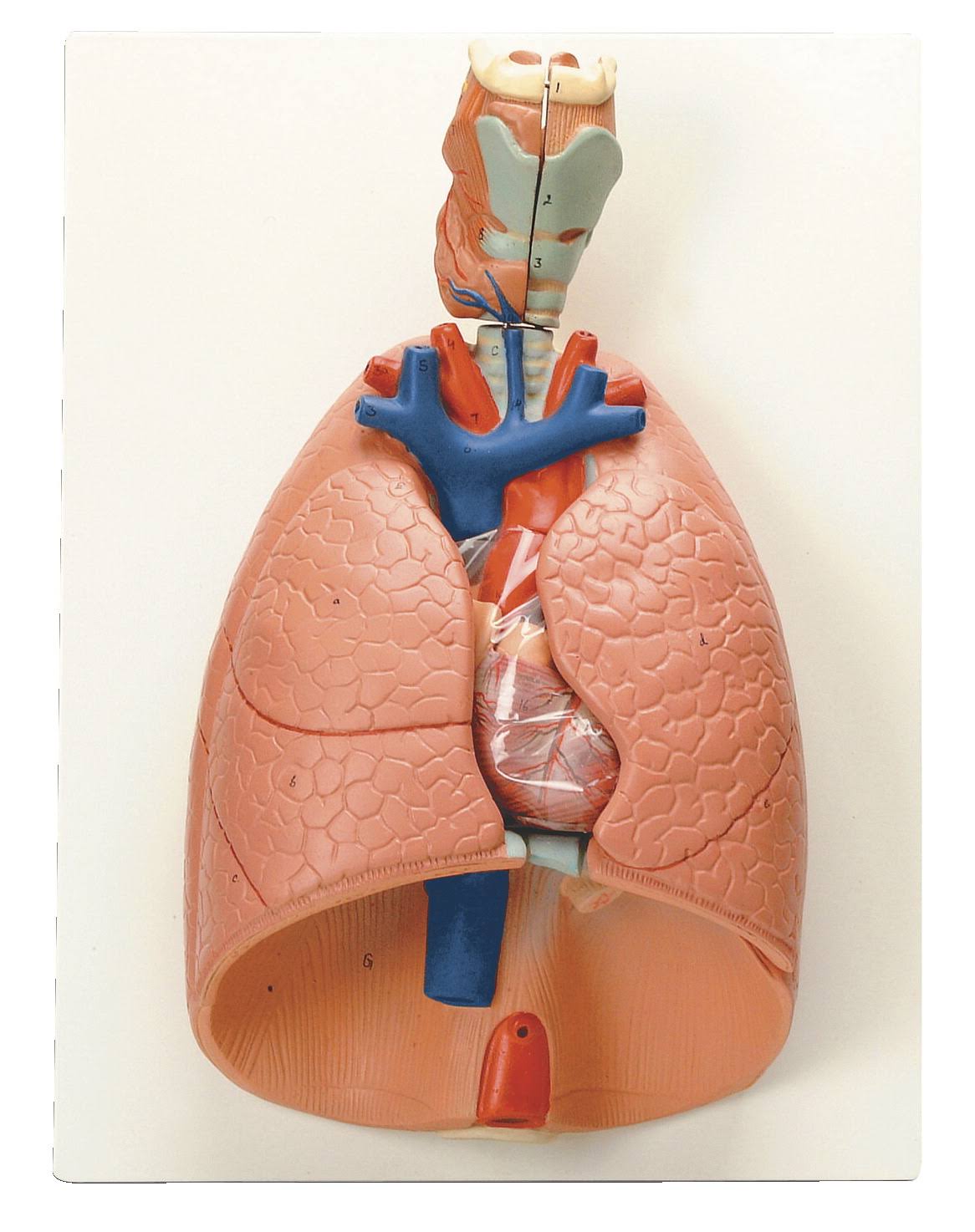 Neo u0026 Sci 30-1445 Heart Lung Activity Model