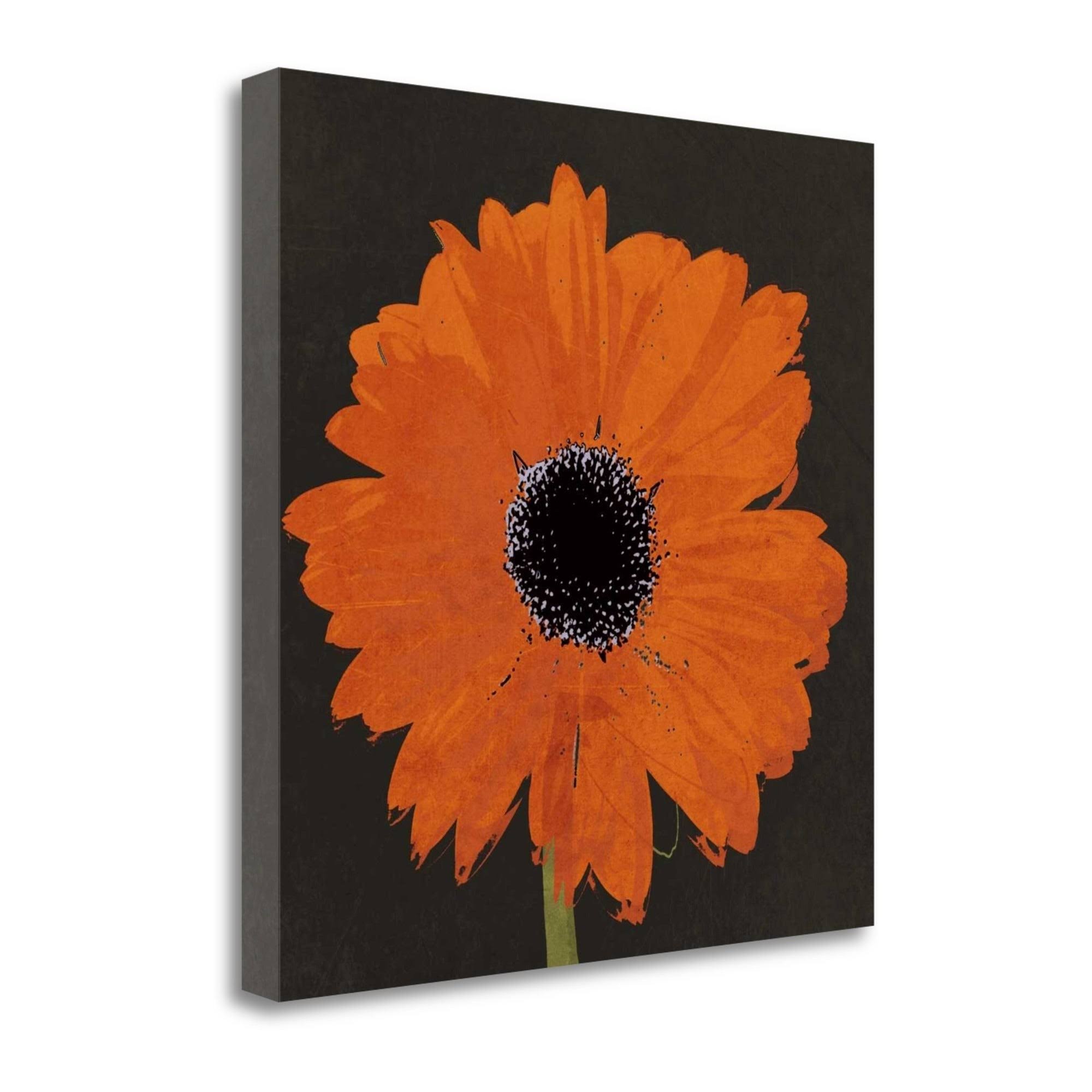 20x22 x 20x22 Midnight Gerbera I by Robert Lacie Fine Art Giclee Print