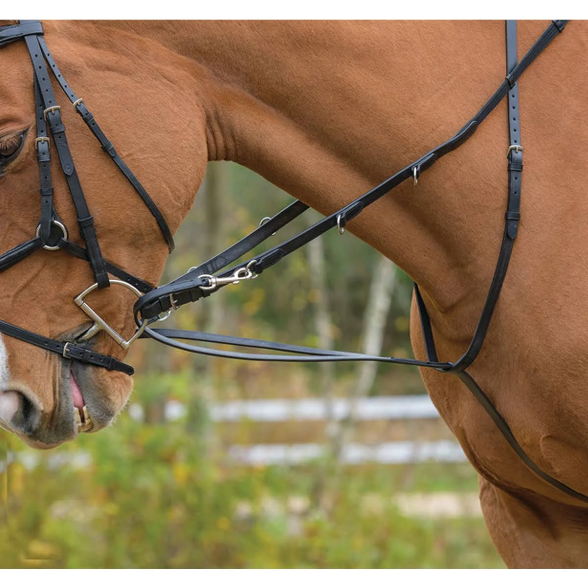 Shires Avignon German Martingale - COB / Black