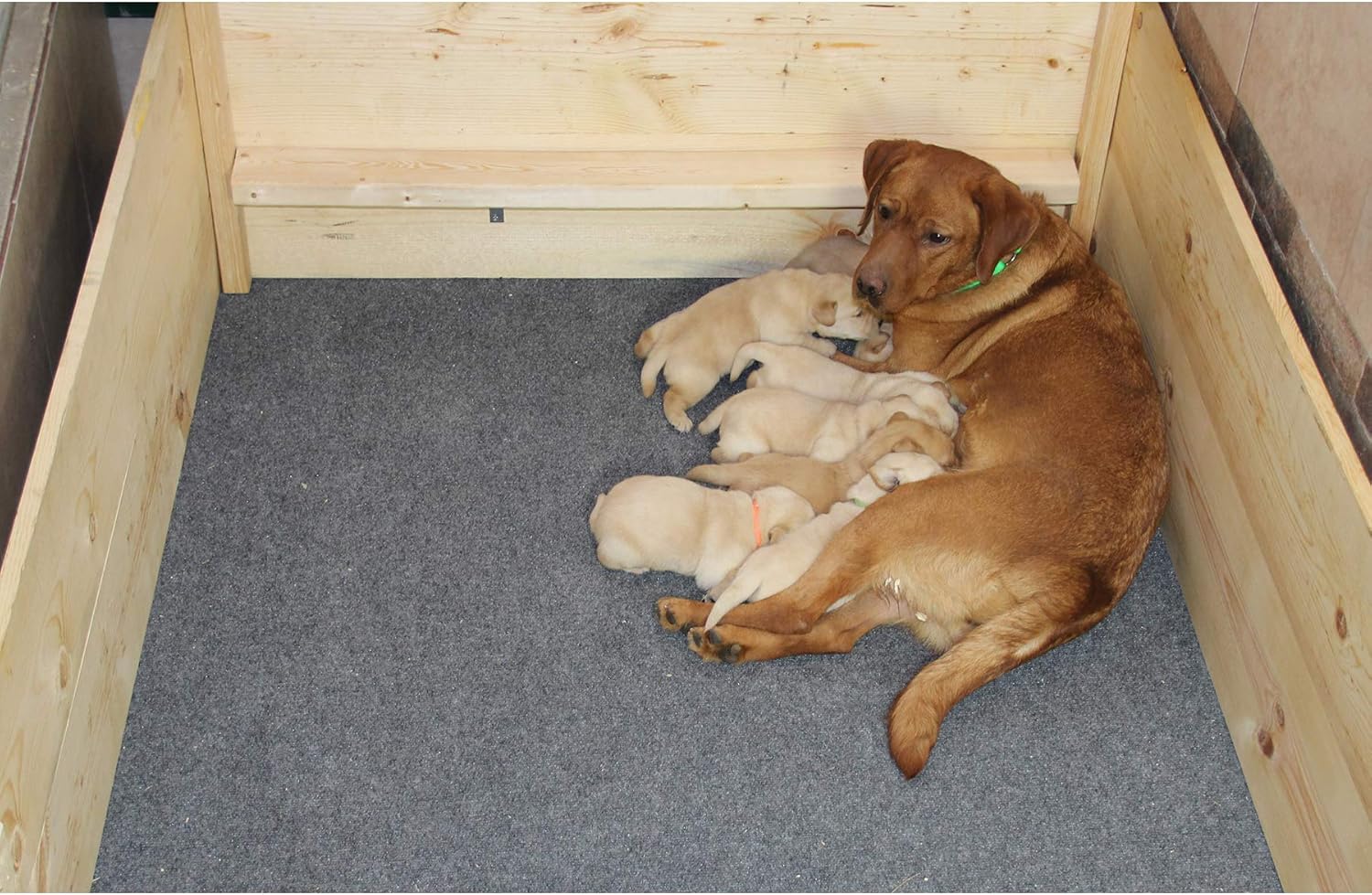 Drymate Premium Whelping Box Liner (48