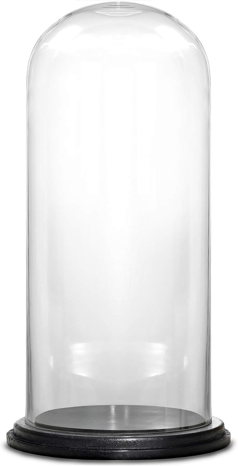 CYS EXCEL Dome Glass Cloche with Black Wood Base (H:15