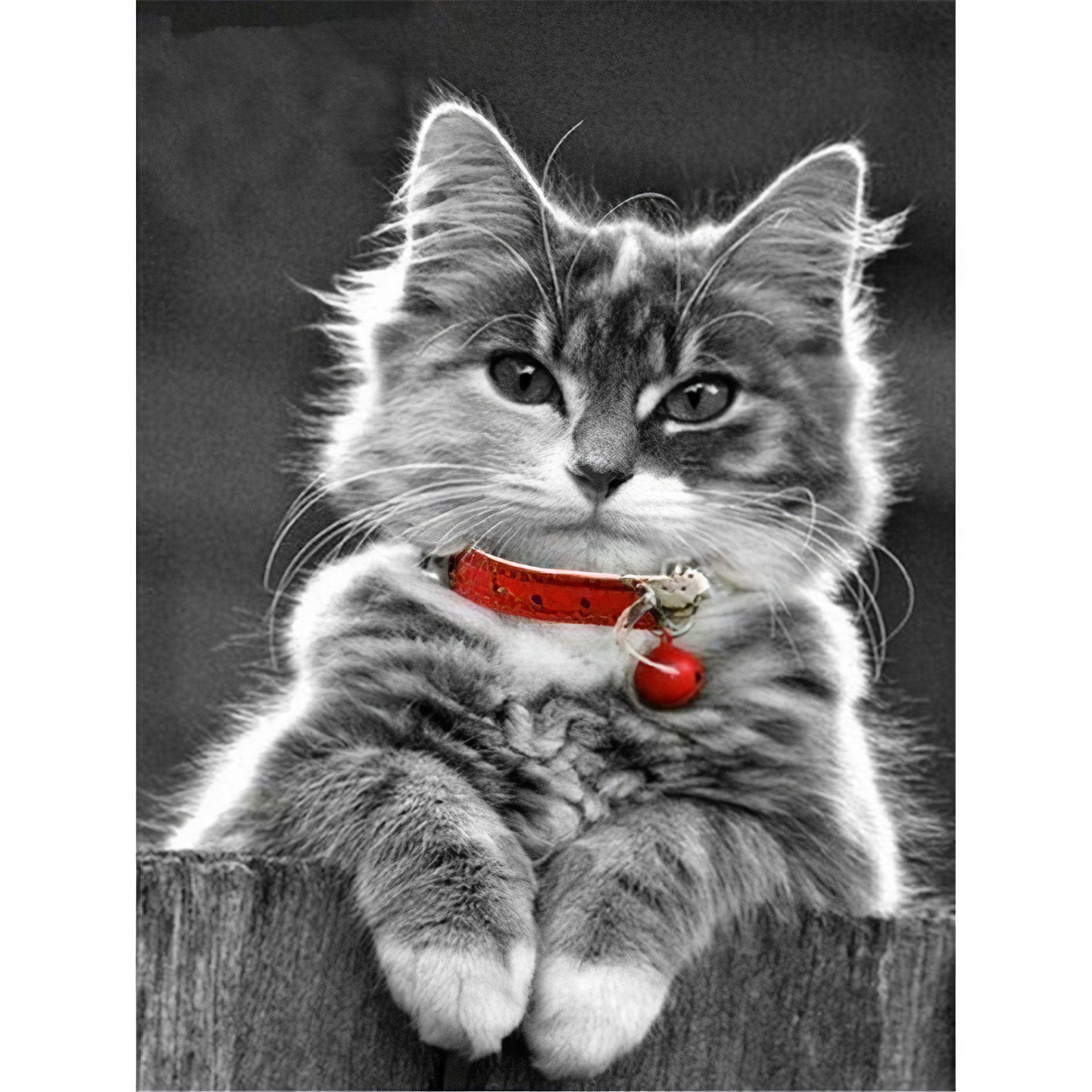 Cat With A Red Necklace