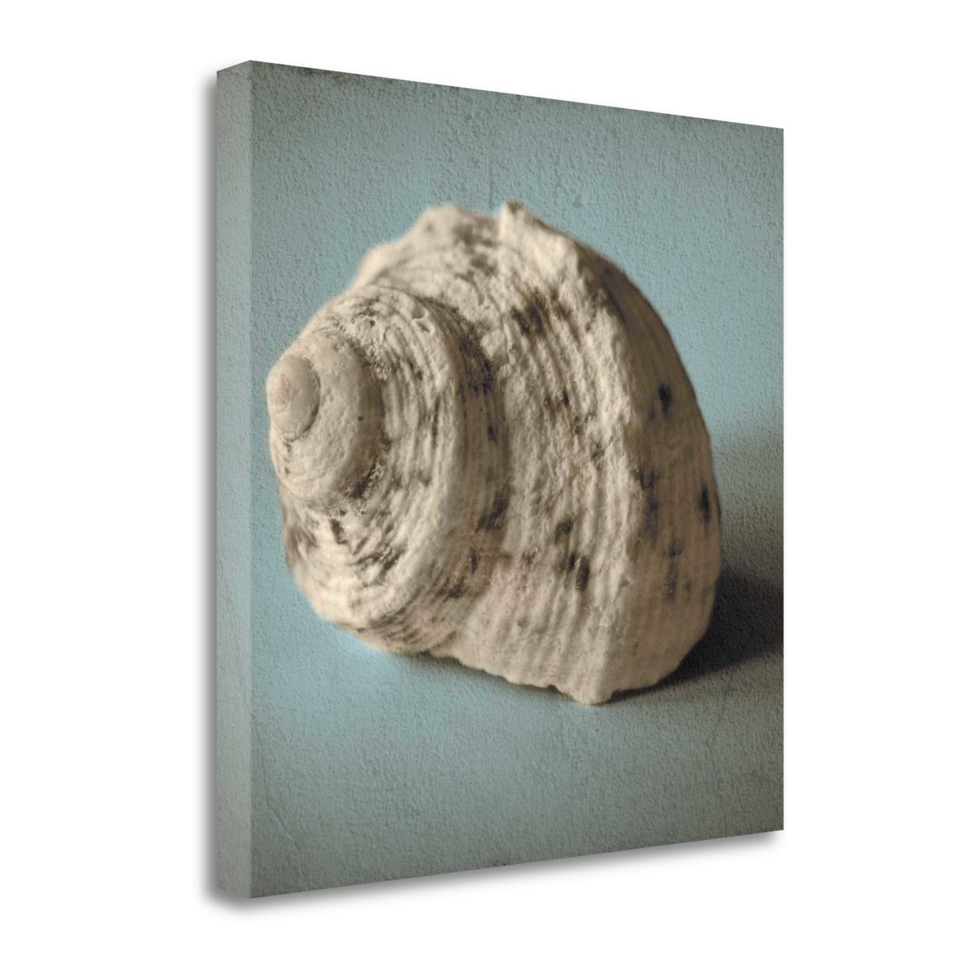 20x22 x 20x22 Seashell Study I by Heather Jacks Fine Art Giclee Print