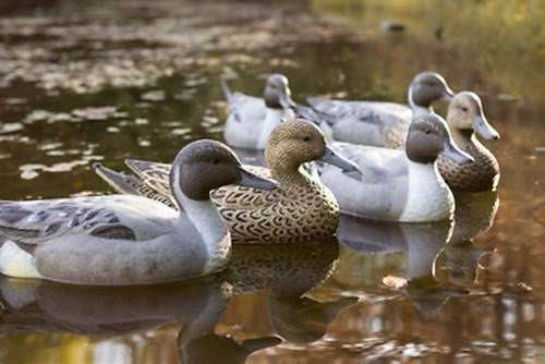 Flambeau Classic Pintail Duck Decoys - 6 pack