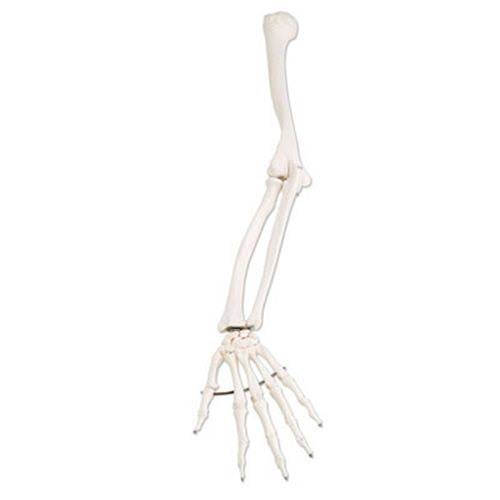 3B Scientific A45L Arm Skeleton Model-Left, Each