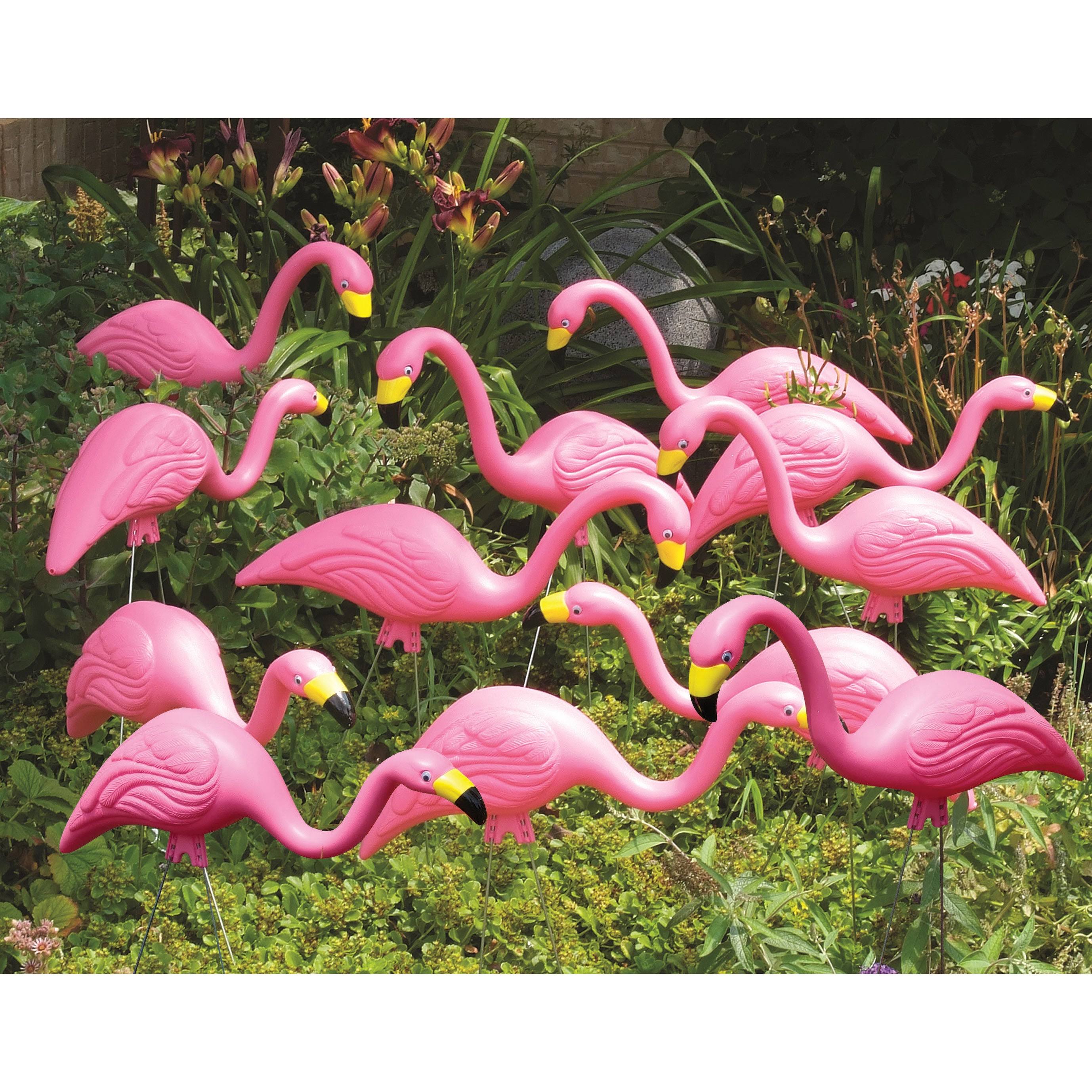 Bloem 2 Pack Pink Flamingo G2 6 Pack
