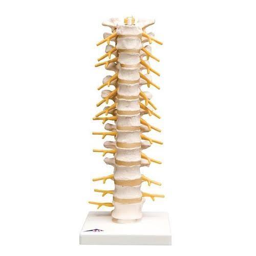3B Scientific, 1000145, Thoracic Spinal Column Model