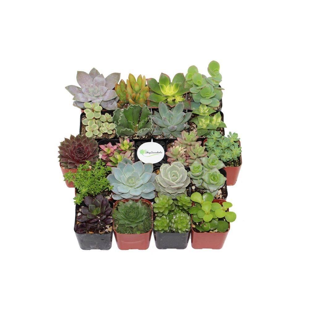 2 in. Assorted Succulent Collection (100-Pack)