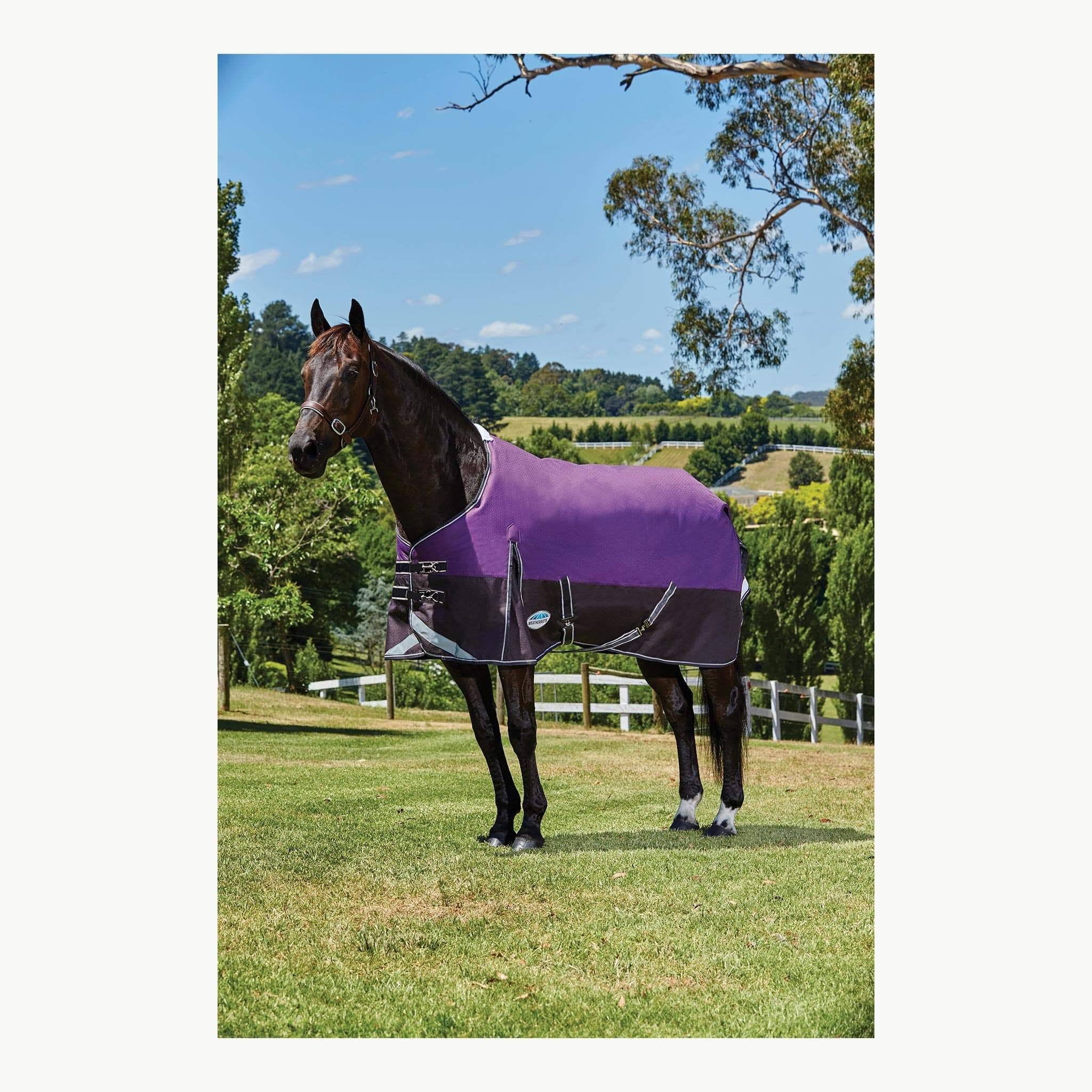 Weatherbeeta ComFiTec Plus Dynamic Standard Neck Medium Purple/Black / 78x22