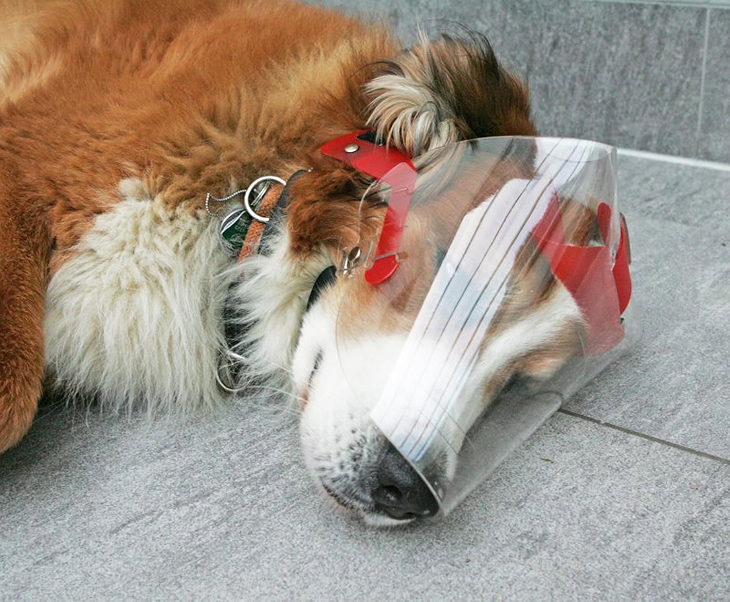 Optivizor Eye Protection for Dogs Small/Medium Pack of 2