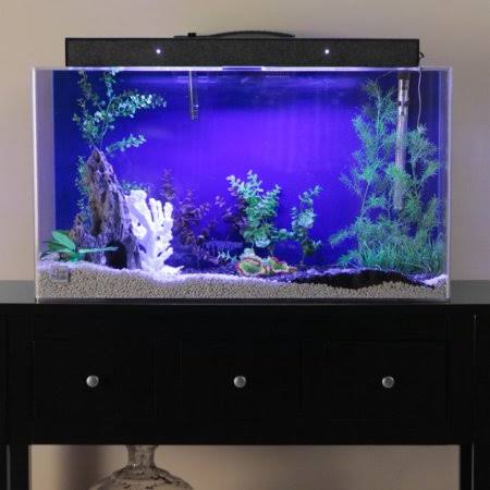 Clear for Life 20s Rectangle Acrylic Aquarium - Black Back