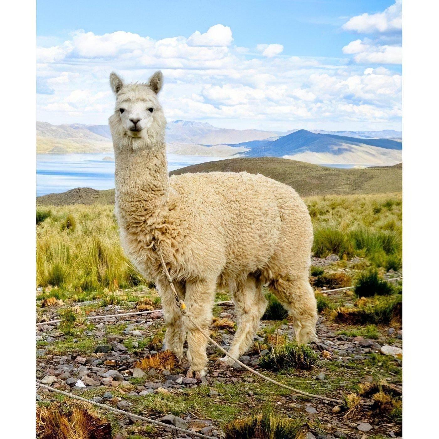 Alpaca