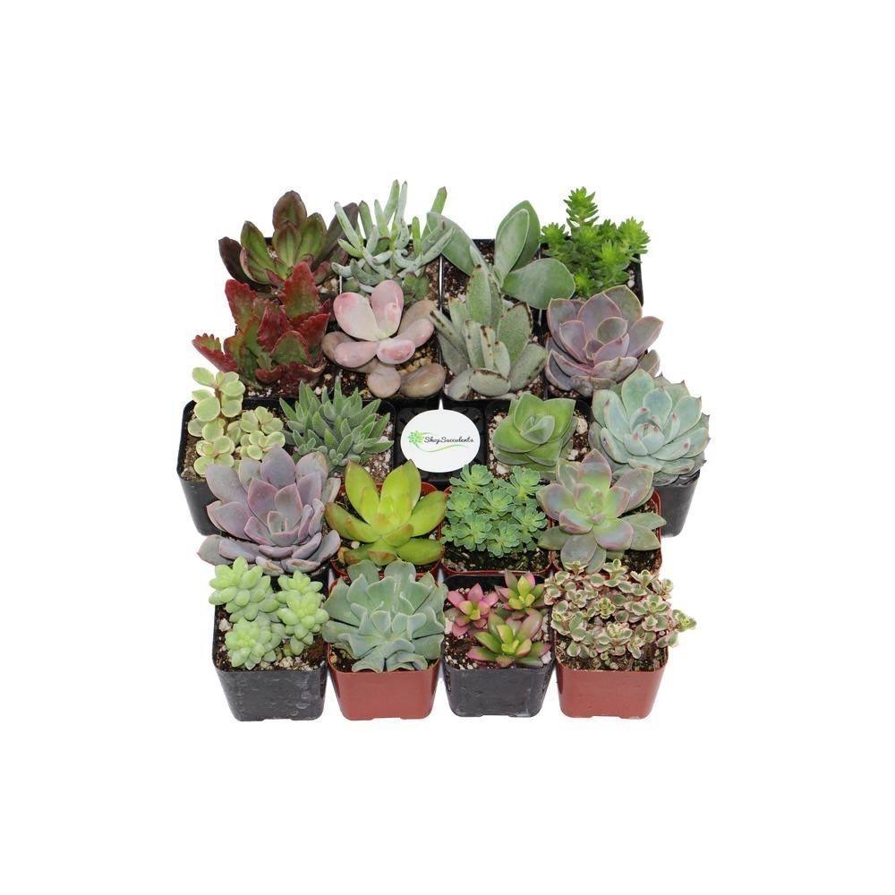 2 in. Assorted Succulent Collection (100-Pack)